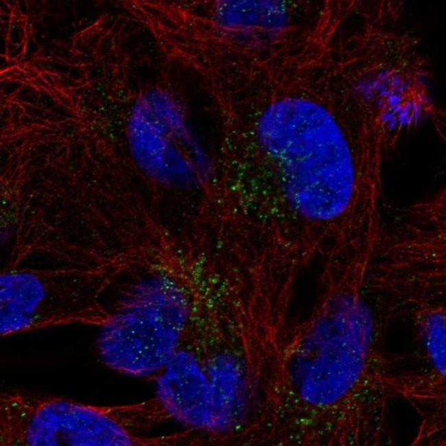 FAM78B Antibody in Immunocytochemistry (ICC/IF)