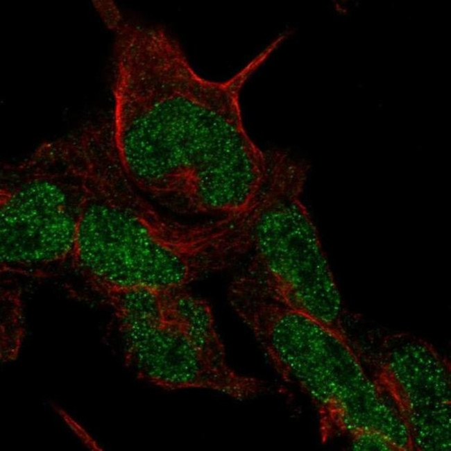 CMTM8 Antibody in Immunocytochemistry (ICC/IF)