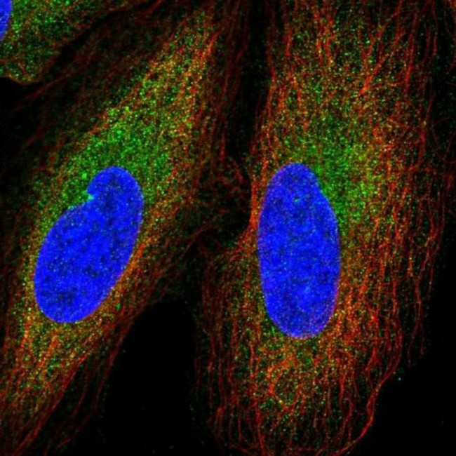 GGNBP2 Antibody in Immunocytochemistry (ICC/IF)