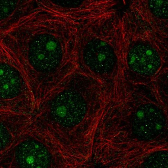 PAQR6 Antibody in Immunocytochemistry (ICC/IF)
