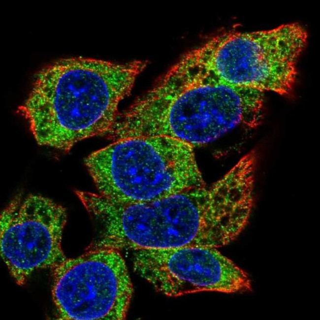 C22orf39 Antibody in Immunocytochemistry (ICC/IF)