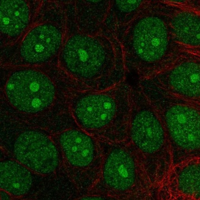 INTS3 Antibody in Immunocytochemistry (ICC/IF)