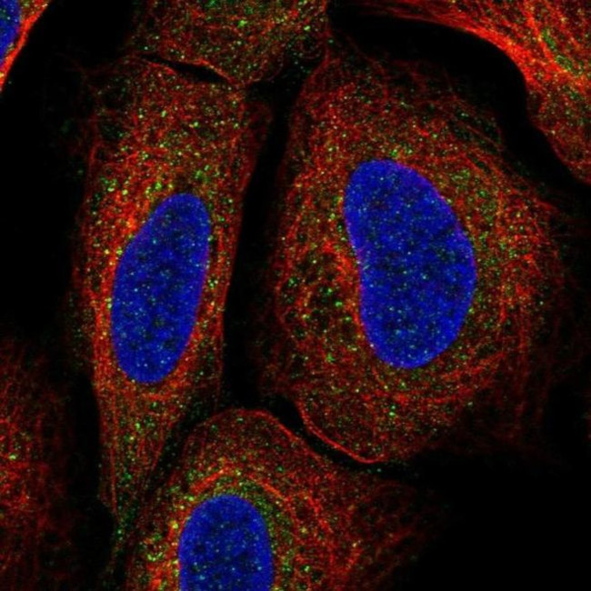 TMEM136 Antibody in Immunocytochemistry (ICC/IF)