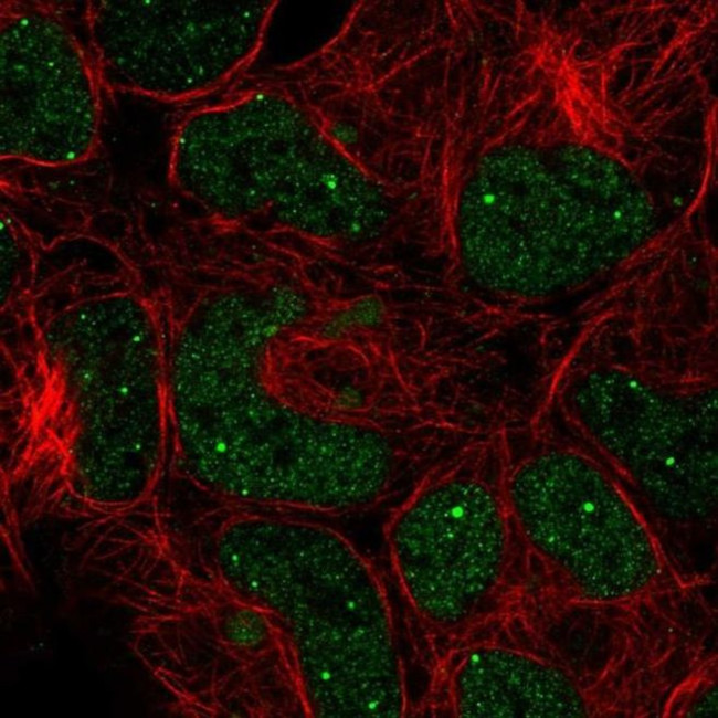 GON4L Antibody in Immunocytochemistry (ICC/IF)