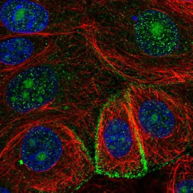 GDE1 Antibody in Immunocytochemistry (ICC/IF)