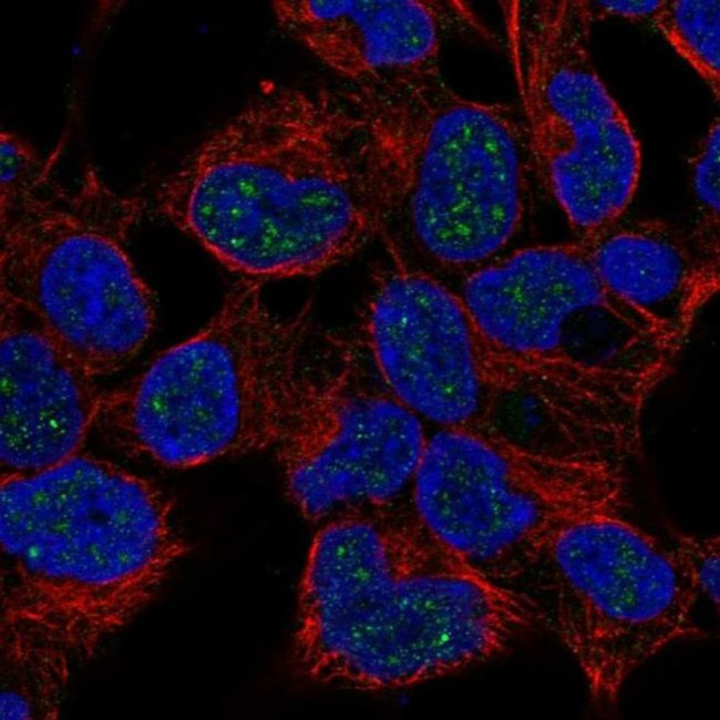 Nkx2.4 Antibody in Immunocytochemistry (ICC/IF)