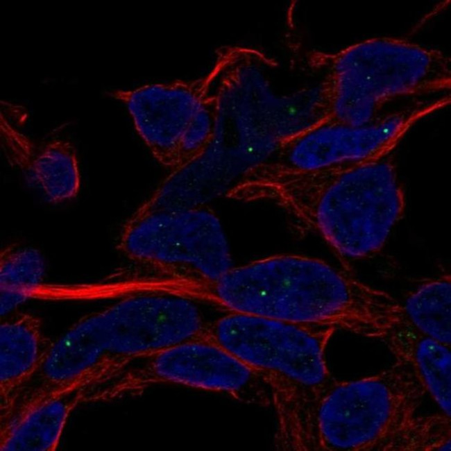 SERF1A Antibody in Immunocytochemistry (ICC/IF)