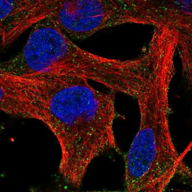 HEBP1 Antibody in Immunocytochemistry (ICC/IF)