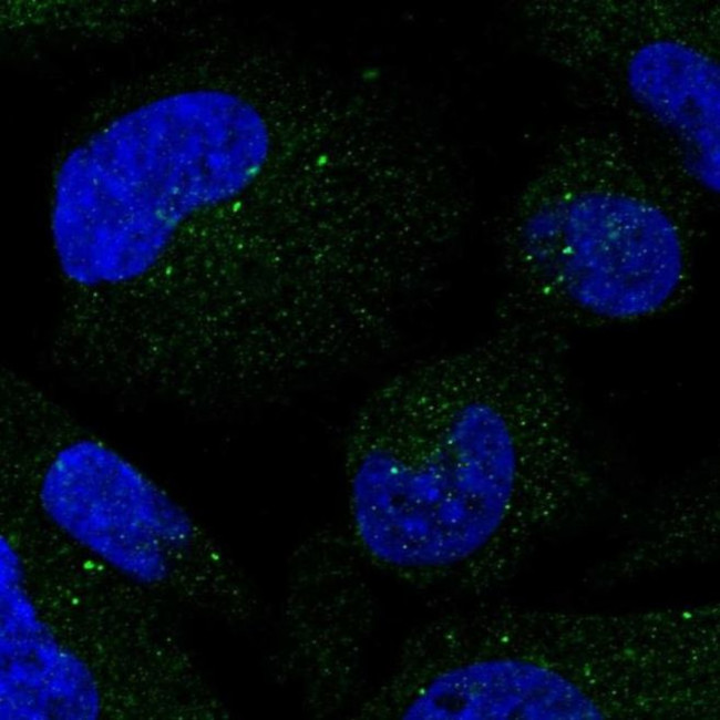 SMIM3 Antibody in Immunocytochemistry (ICC/IF)