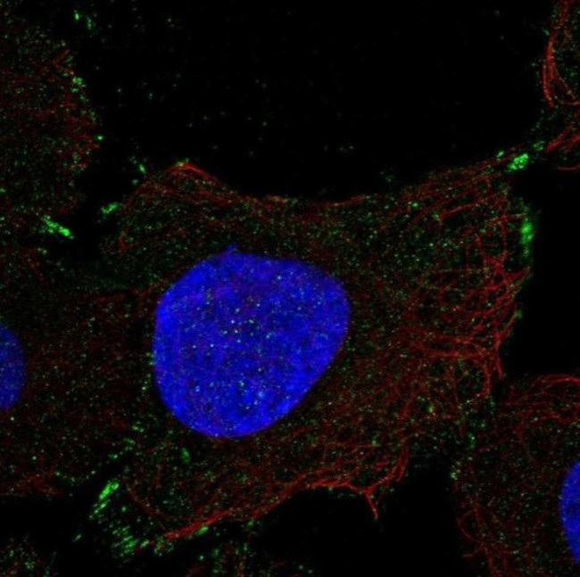 PCDHGB1 Antibody in Immunocytochemistry (ICC/IF)