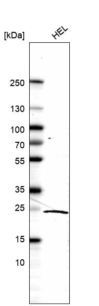 KLRG1 Antibody in Western Blot (WB)