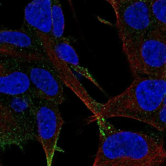 LRFN2 Antibody in Immunocytochemistry (ICC/IF)