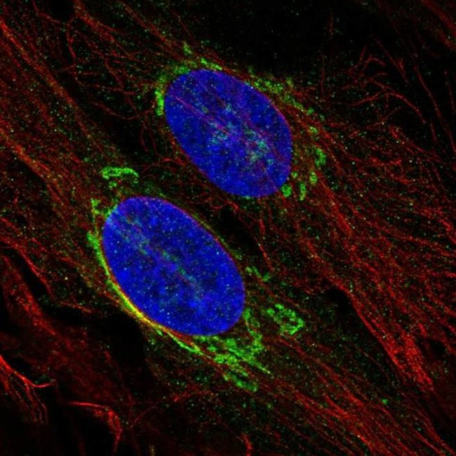 TMED3 Antibody in Immunocytochemistry (ICC/IF)
