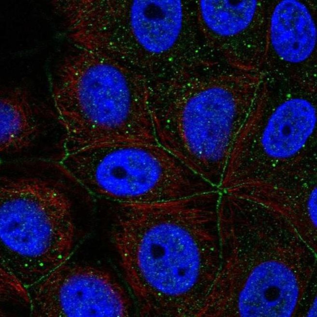 PCDHA11 Antibody in Immunocytochemistry (ICC/IF)