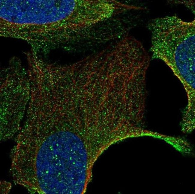 PLEKHH2 Antibody in Immunocytochemistry (ICC/IF)