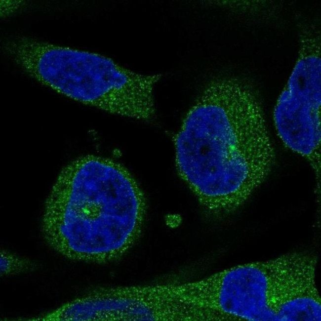 FAM132B Antibody in Immunocytochemistry (ICC/IF)