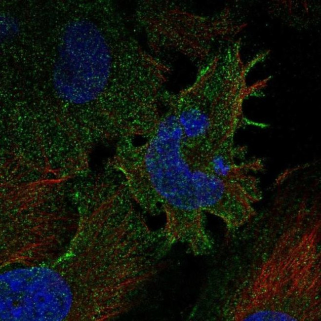PCDHGC3 Antibody in Immunocytochemistry (ICC/IF)