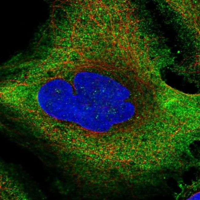 RPL36A Antibody in Immunocytochemistry (ICC/IF)