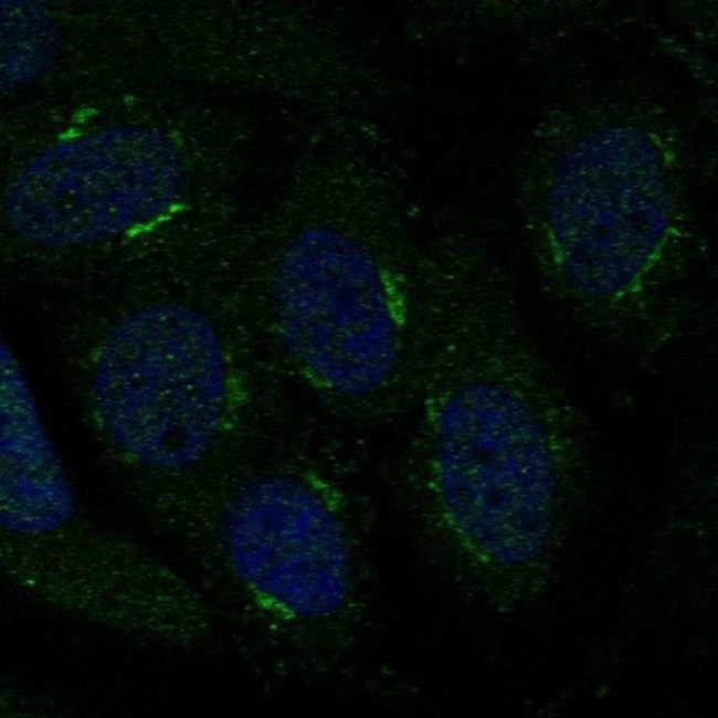 TMBIM4 Antibody in Immunocytochemistry (ICC/IF)