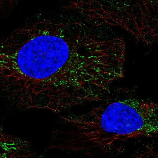 DMGDH Antibody in Immunocytochemistry (ICC/IF)