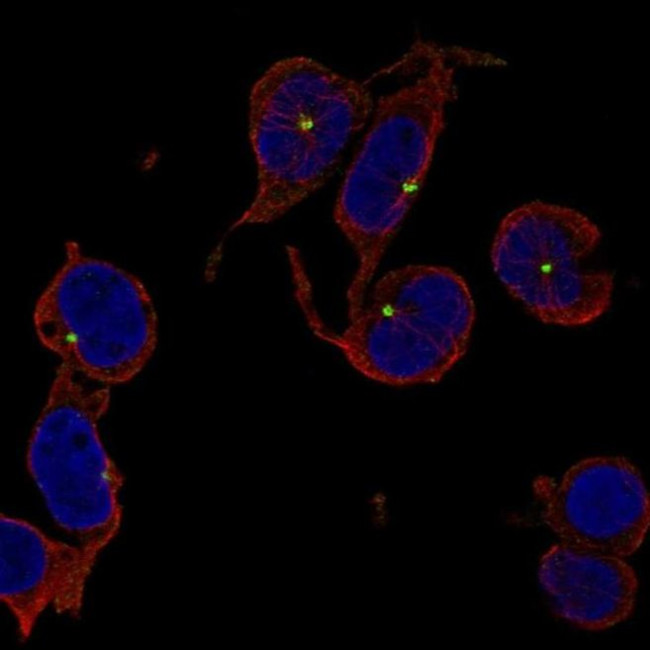 TRIM34 Antibody in Immunocytochemistry (ICC/IF)
