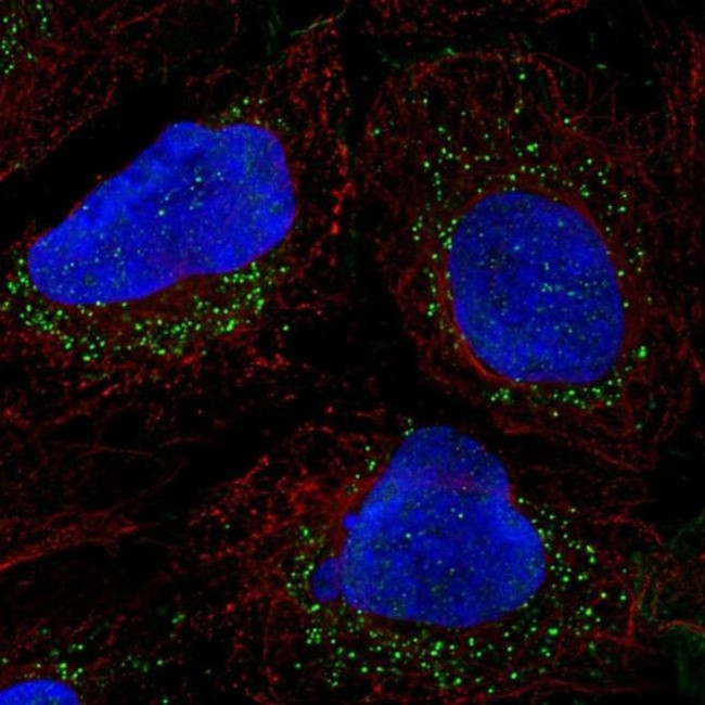 PRRG1 Antibody in Immunocytochemistry (ICC/IF)