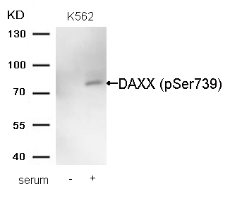 Phospho-DAXX (Ser739) Antibody in Western Blot (WB)