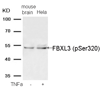 Phospho-FBXL3 (Ser320) Antibody in Western Blot (WB)