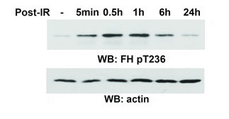 Phospho-Fumarase (Thr236) Antibody in Western Blot (WB)