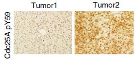 Phospho-Cdc25A (Tyr59) Antibody in Immunohistochemistry (Paraffin) (IHC (P))