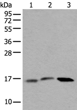 UBE2G2 Antibody in Western Blot (WB)