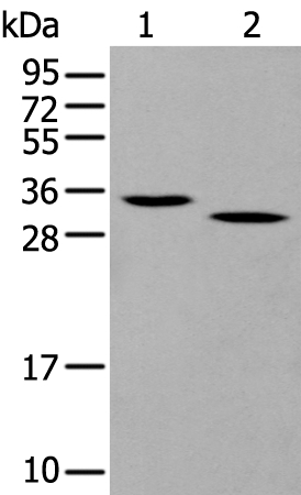 Granzyme D Antibody in Western Blot (WB)