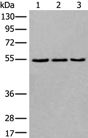 WDSUB1 Antibody in Western Blot (WB)