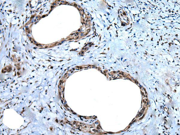 UBA52 Antibody in Immunohistochemistry (Paraffin) (IHC (P))