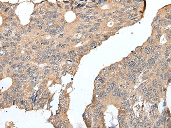 Selenoprotein W Antibody in Immunohistochemistry (Paraffin) (IHC (P))