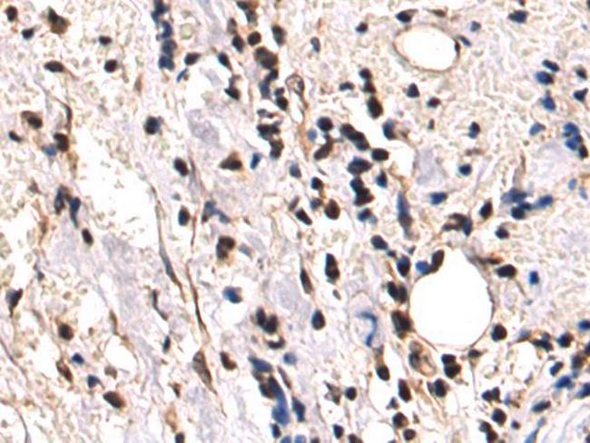 HOXC9 Antibody in Immunohistochemistry (Paraffin) (IHC (P))