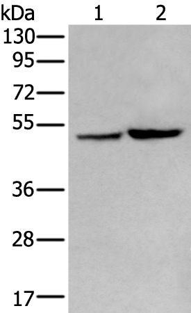 ZPLD1 Antibody in Western Blot (WB)