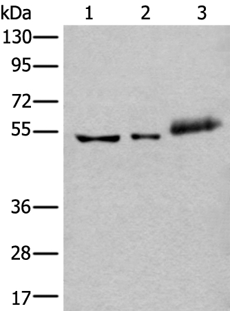 YY2 Antibody in Western Blot (WB)