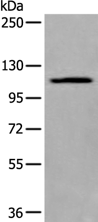 XYLT1 Antibody in Western Blot (WB)