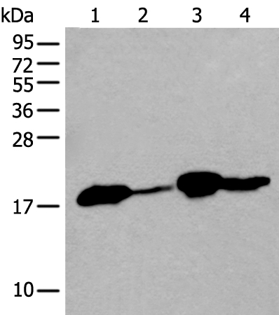 TMEM254 Antibody in Western Blot (WB)