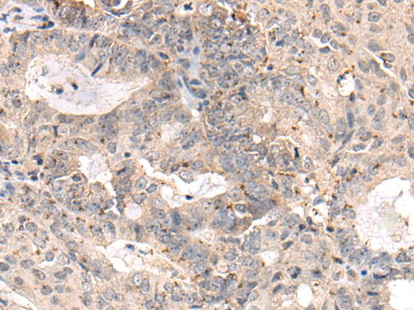 MEDAG Antibody in Immunohistochemistry (Paraffin) (IHC (P))