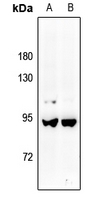 v-Myb Antibody in Western Blot (WB)