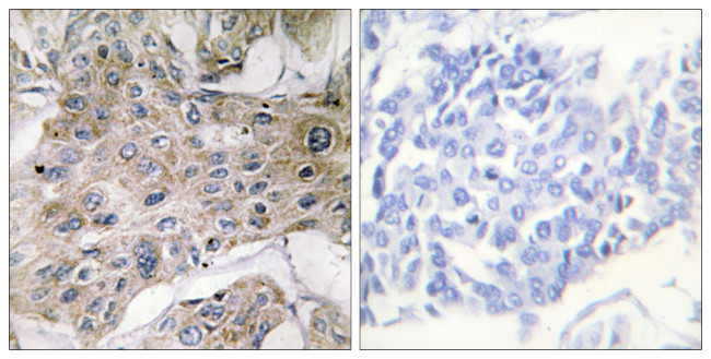 COX7A2 Antibody in Immunohistochemistry (Paraffin) (IHC (P))