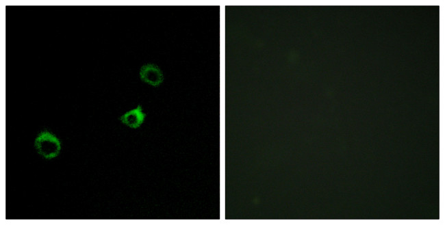 CYB561D1 Antibody in Immunocytochemistry (ICC/IF)