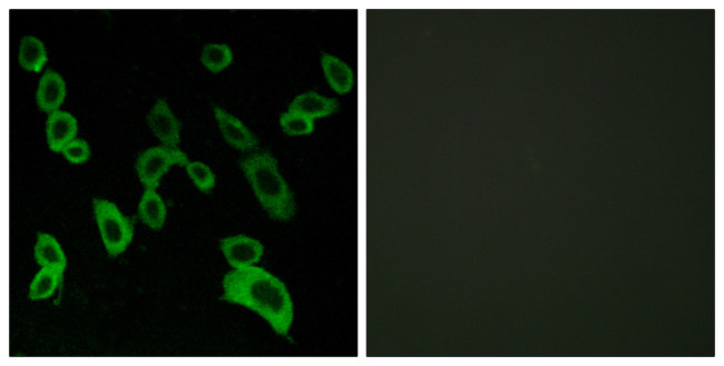 GPR139 Antibody in Immunocytochemistry (ICC/IF)