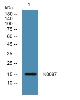 KIAA0087 Antibody in Western Blot (WB)
