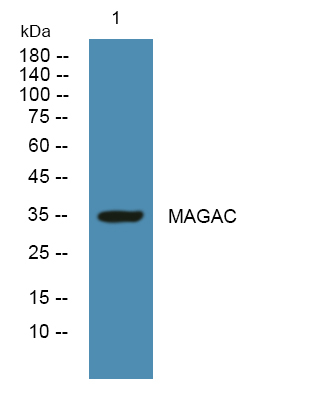 MAGEA12 Antibody in Western Blot (WB)