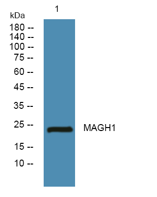 MAGEH1 Antibody in Western Blot (WB)