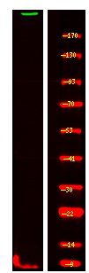 ASPM Antibody in Western Blot (WB)