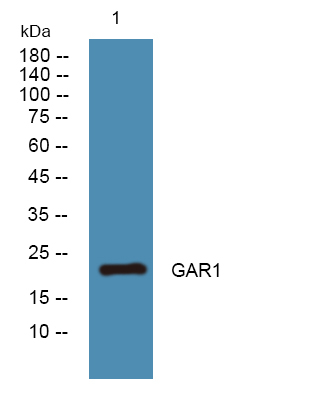 NOLA1 Antibody in Western Blot (WB)